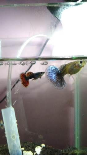 dr.guppy farm Palembang - Kota Palembang