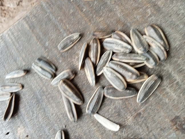 Opinii despre Kafe kadusta în Kota Bandar Lampung - Gastronomi dan perhotelan