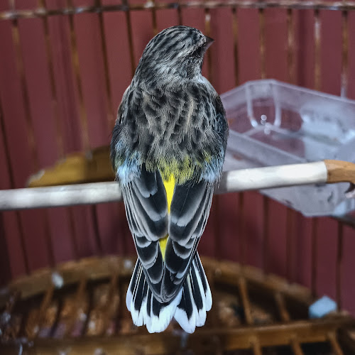 Rollink Channa Probolinggo - Gastronomi dan perhotelan