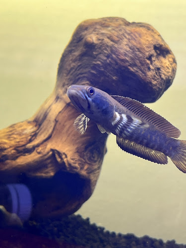 Comentarii opinii despre Ceka Family Farm