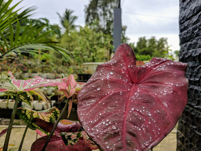 Niah Florist - Kota Singkawang