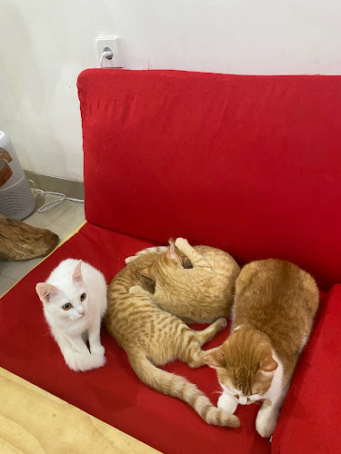 Comentarii opinii despre Cat cafe RUMAH KUCING FREYA