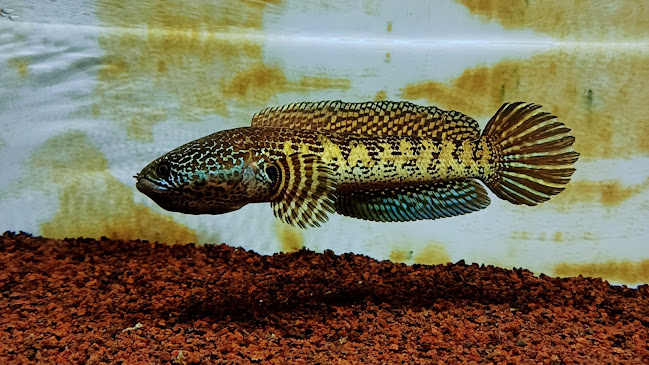 Comentarii opinii despre Glory Snakehead