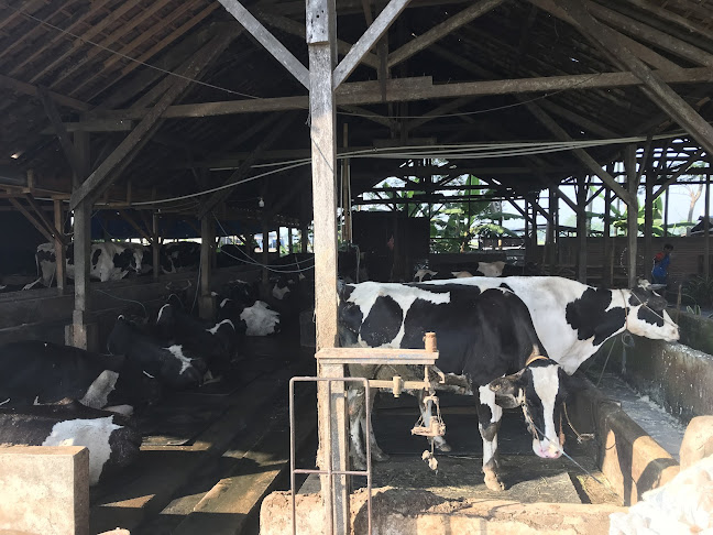 Comentarii opinii despre Susu sapi murni Sari indah