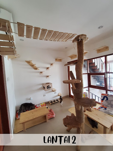 Cat cafe RUMAH KUCING FREYA - Kota Denpasar