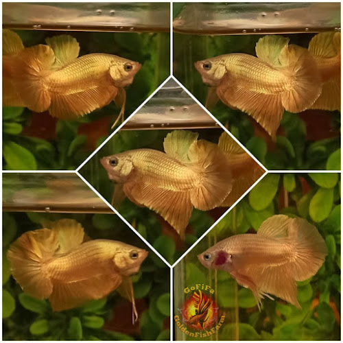 Jl. Perintis Kemerdekaan Lorong Produksim No.40A, Duku, Kec. Ilir Tim. II, Kota Palembang, Sumatera Selatan 30111