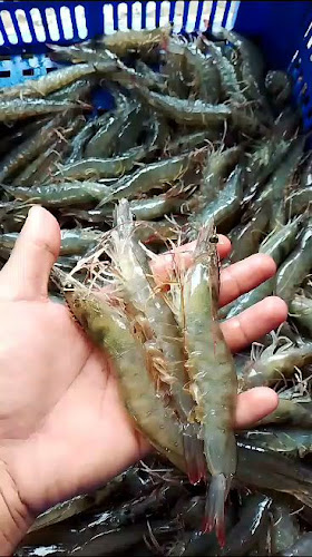 Toko Udang Pekanbaru