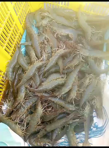 Toko Udang Pekanbaru - Kota Pekanbaru