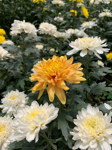 Greenhouse om Marten Manua - Gastronomi dan perhotelan