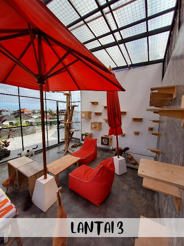 Cat cafe RUMAH KUCING FREYA - Gastronomi dan perhotelan